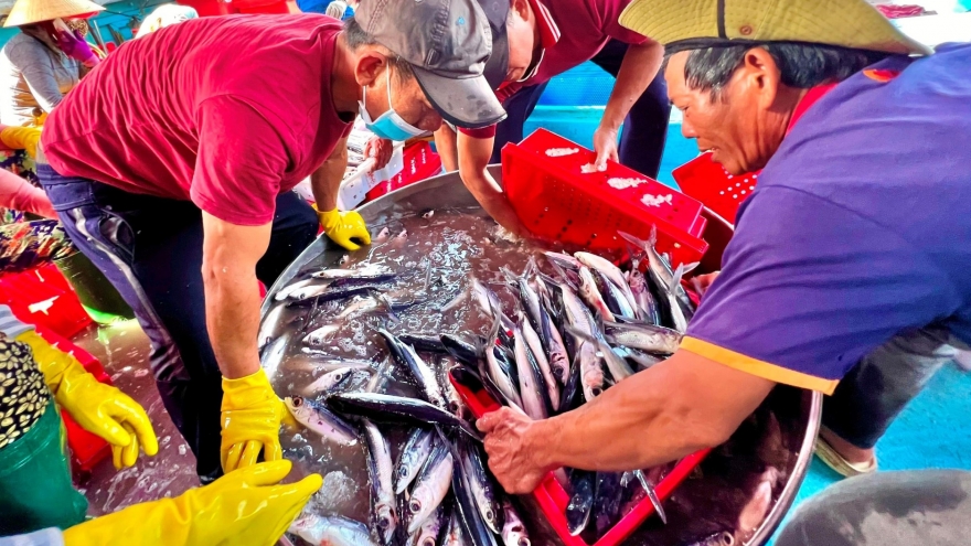 Fishing boats in Quang Ngai enjoy bumper hauls after Tet